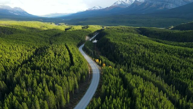 Aerial view of car driving through the forest in national park. Beautiful mountain road. Driving on the mountain road. Road trip. Mountain pine forest landscape. 