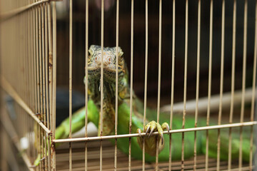 exotic animal market, big green lizard, iguana sunbathing in cage
