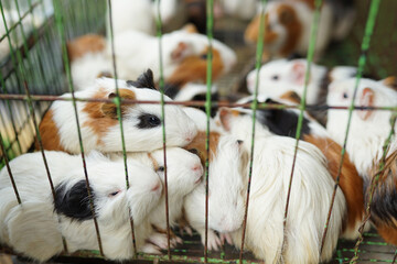 mammals, a collection of cute colored guinea pigs in a cage
