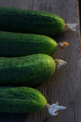 Harvested green cucumbers in vegetable garden