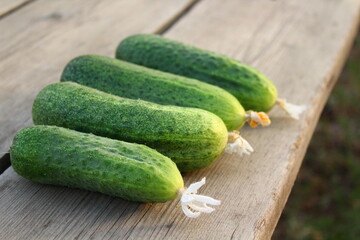 Harvested green cucumbers in vegetable garden