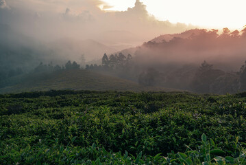 A sunrise view from Ooty hills and tea plantations filled with mist and fog