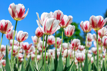 White and red tulips against blue sky. Natural spring flower background