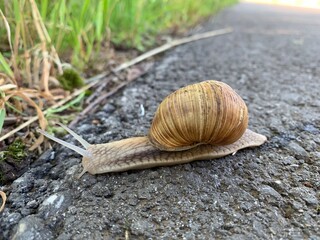 snail on a leaf