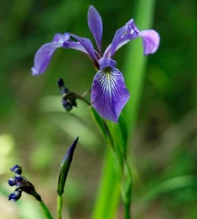 Fotobehang purple iris flower © Chris