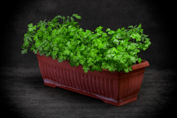 Growing parsley in a plant box on a dark background