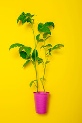 Tomato seedlings in a pink cup on a yellow background