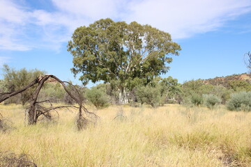 Rural scene near Alice Springs in Australia's Northern Territory.