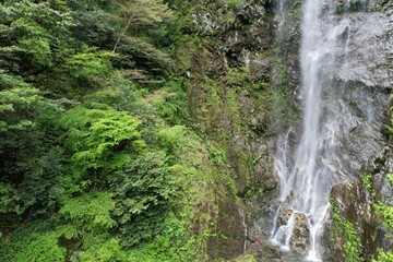 Fototapeta na wymiar 大樽の滝