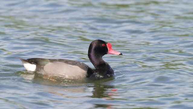 Male drake, rosy-billed pochard, netta peposaca swimming against the water current, creating its own wake, searching for a partner during mating season, wildlife close up shot.