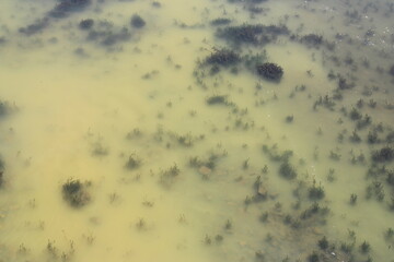 Aquatic plants in river