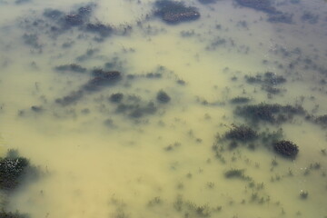 Aquatic plants in river