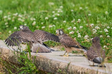 仲良くくつろぐ四羽の巣立ち直後のチョウゲンボウ幼鳥