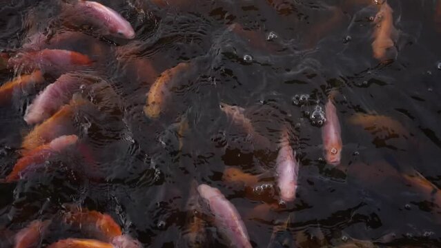 Fresh water pond for fish cultivation and development contains lots of small to large red tilapia in a clear pond, slow motion footage showing fish movement on the water surface