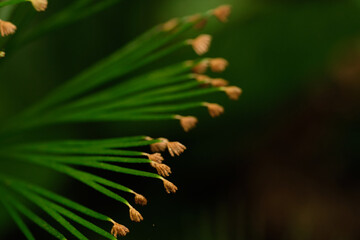 Comb Ferns Genus Schizaea with green background