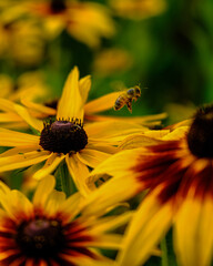 꽃과 벌 flower and bee