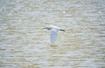 The flight of the little egret or Small White Heron.