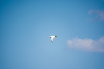 The flight of the little egret or Small White Heron.