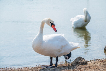 Graceful white Swan with a red beak stands on the bank of a pond