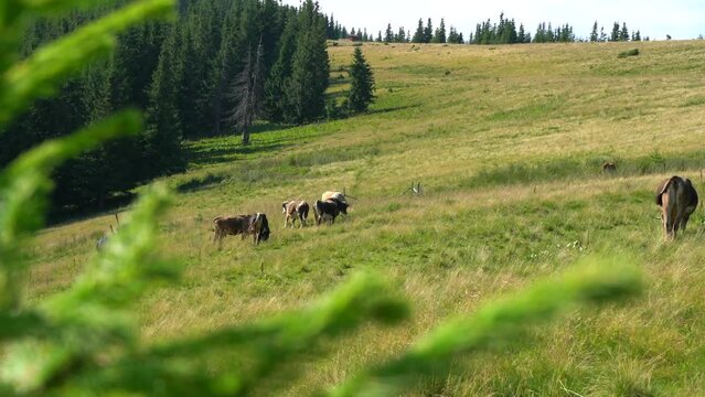 Cows in field in Mountains. Organic dairy products concept. Green pasture. 4K video. Natural Grass fed concept.