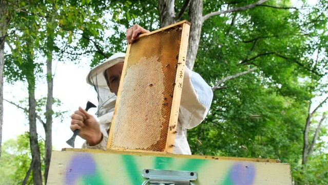 Summer, 2021 - Tigrovy, Russia - The beekeeper shakes off the bees and examines the comb with honey. Production of honey in the village. Village apiary. Close-up.