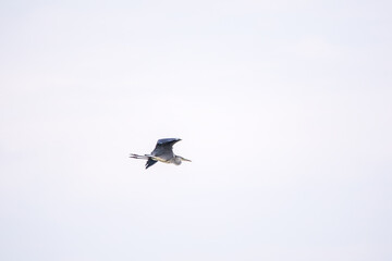The flight of the grey heron, latin name Ardea cinerea