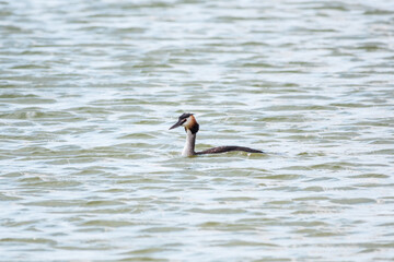 The waterfowl bird Great Crested Grebe swimming in the calm lake