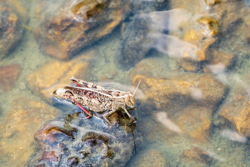 A large brown migratory locust, Locusta migratoria, fell into the water on a Sunny summer day.