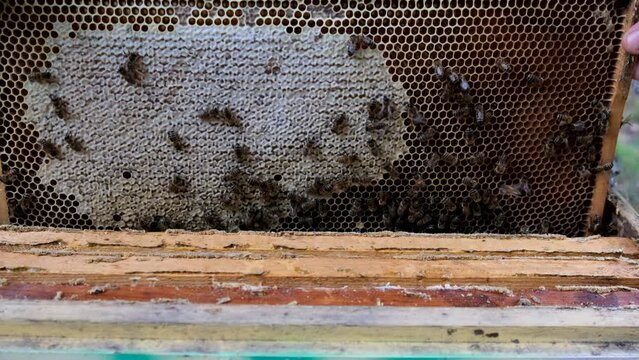 Close-up. Honey production. Village apiary. The beekeeper takes honeycombs out of the hive with bees.