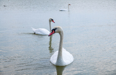Two Graceful white Swans swimming in the lake, swans in the wild