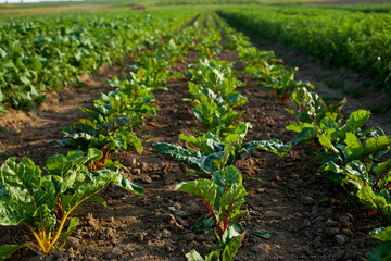 Farmland Rows of Swiss Chard