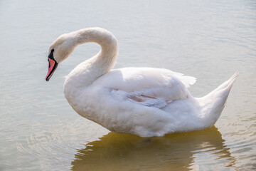 Graceful white Swan with a red beak stands on the bank of a pond