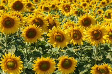 Fototapeta na wymiar Ein wunderschönes Sonnenblumenfeld