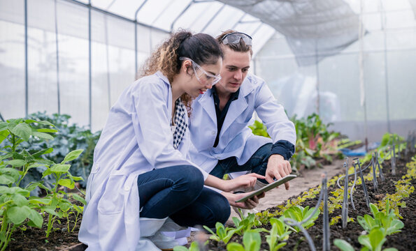 Portrait Of Happy Agricultural Engineer Man And Woman Team Working In Greenhouse Organic Farm, Startup Small Business Sme Owner. Young Scientists Examined The Quality Of Vegetable Plant.