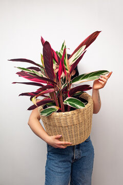 Girl holding Stromanthe tricolor pot plant against white wall background.