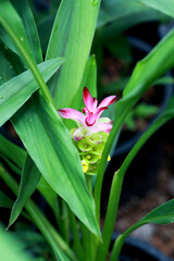 pink curcuma with green leaf
