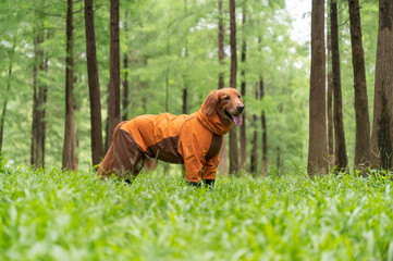 Golden Retriever playing in the field in a raincoat