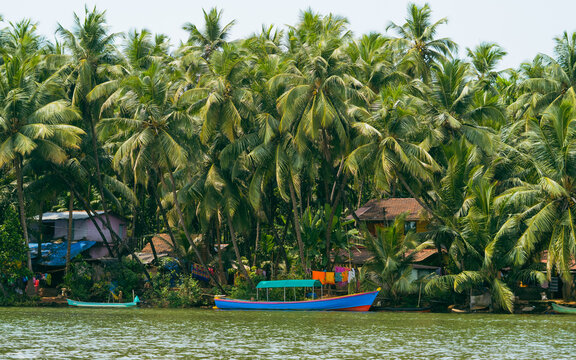 Houses between coconut trees in Honnavar