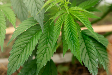 close-up of marijuana plant leaves in the sun -cannabis cultivation