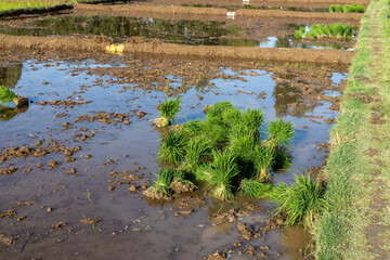 Rice farming by dividing rice seedlings and replant in flooded rice fields in Pakistan
