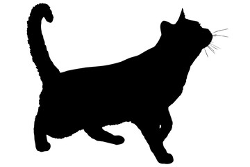black silhouette of a cat, on a white background, side view