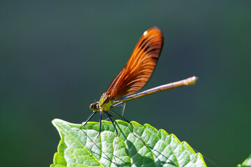 紫陽花の葉に止まるミヤマカワトンボの雌
