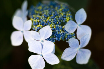 木漏れ日があたる白色と青色の額紫陽花
