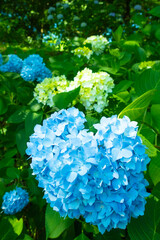 鮮やかな水色の大きな紫陽花たち