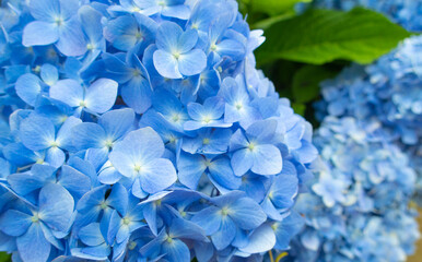 一面の青色の紫陽花たち