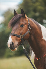 Fototapeta premium horse portrait in summer forest