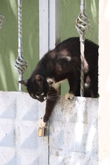 black and white cat showing padlock