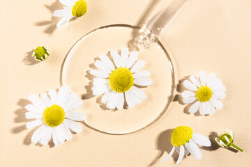 Fototapeta na wymiar Chamomile flowers and cosmetic liquid on a beige background with a glass dropper, top view, homeopathy.