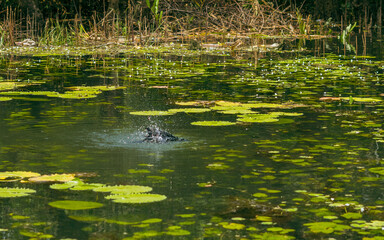 Obraz premium Black bird shaking body in the river