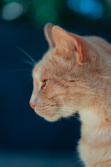 portrait of a cat close up macro nature animal 